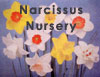 A Notable Narcissus Nursery